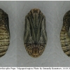 prot afra pupa2 volg